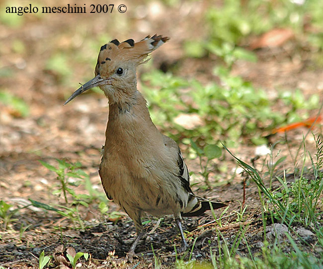 Upupa okkiona